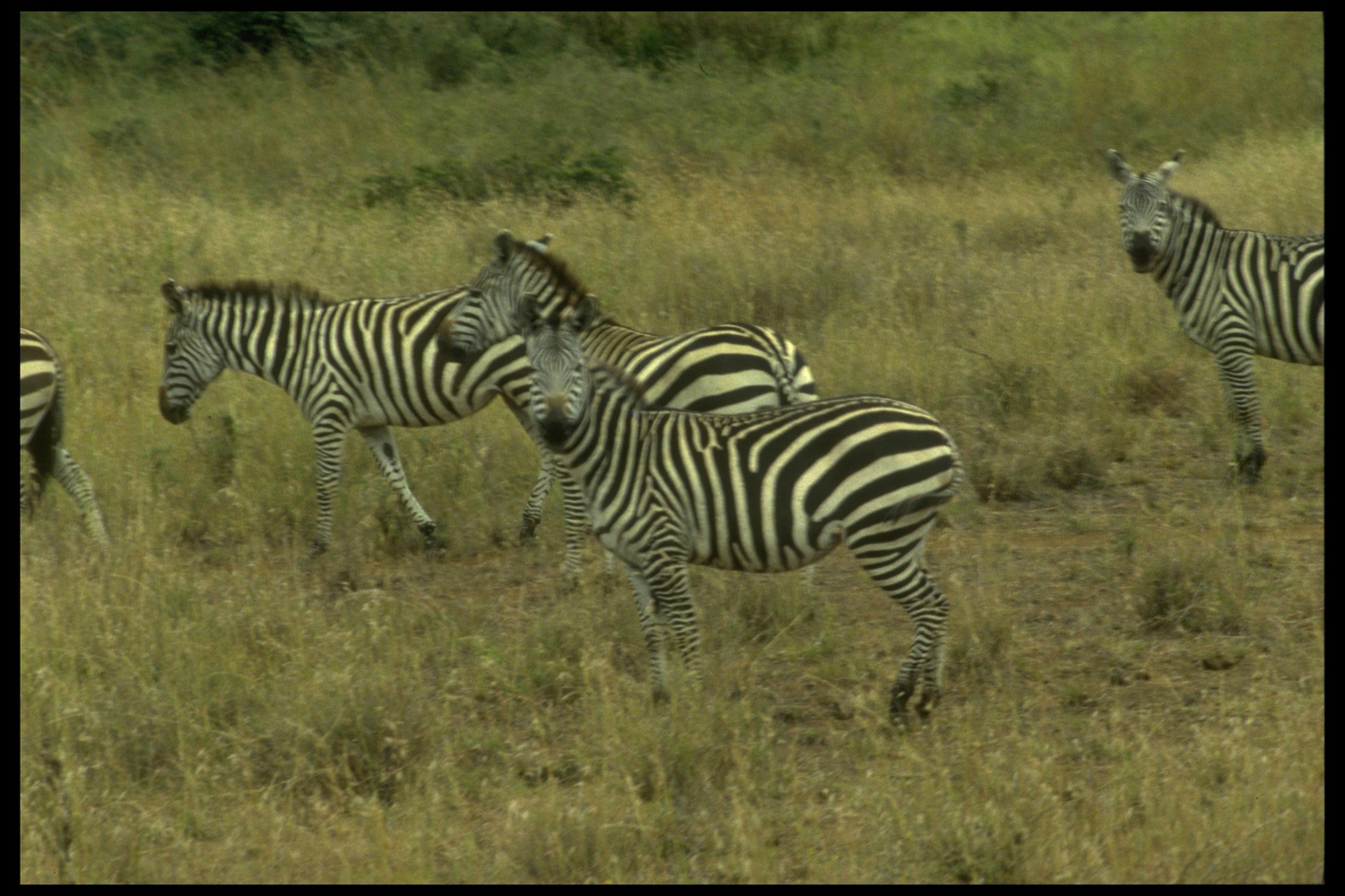 Zebras im Nairobi Nationalpark, Kenya