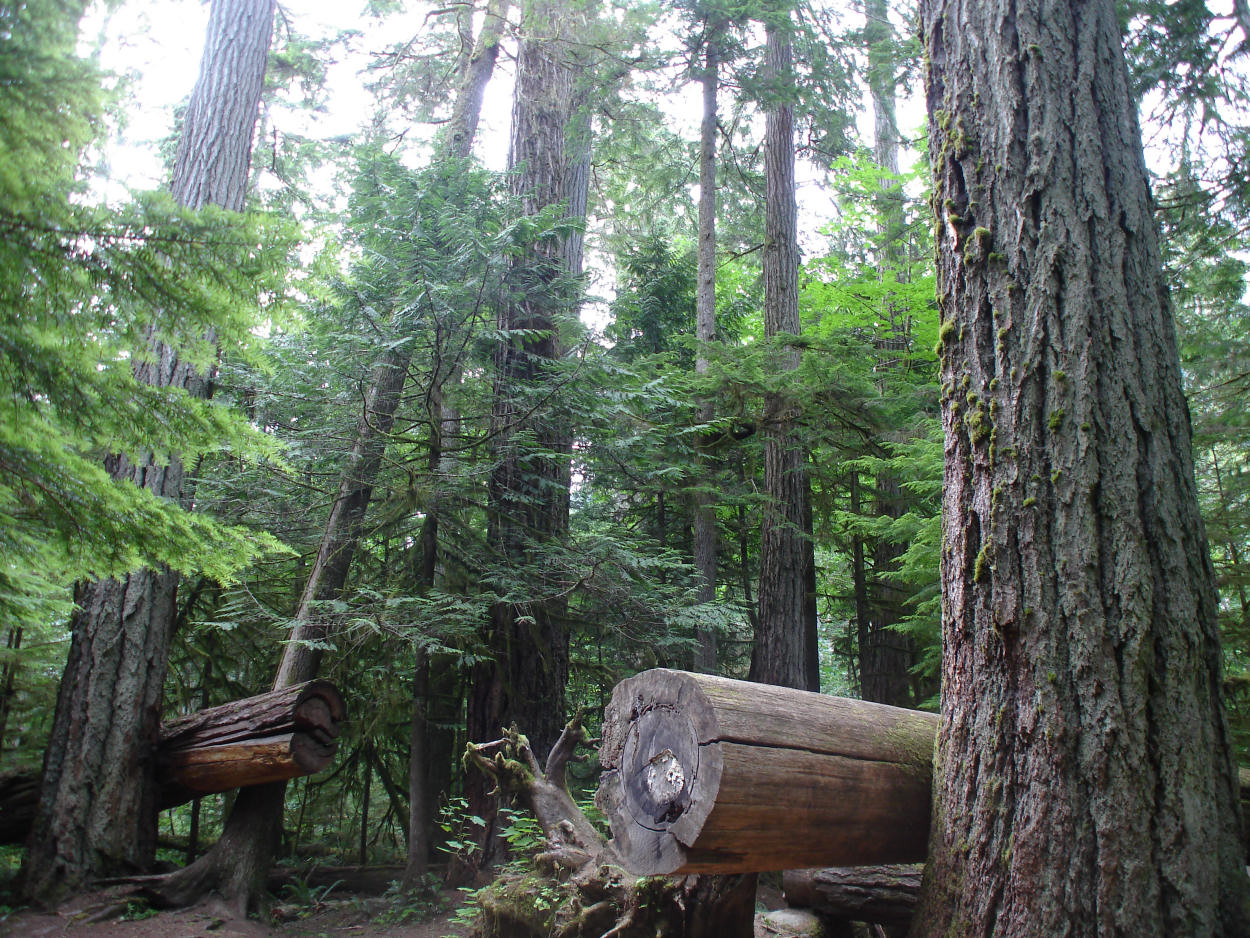 Cathedral Grove, MacMillan Park