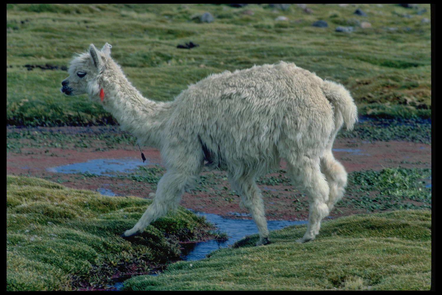 Junges Llama im Hochland von Chile