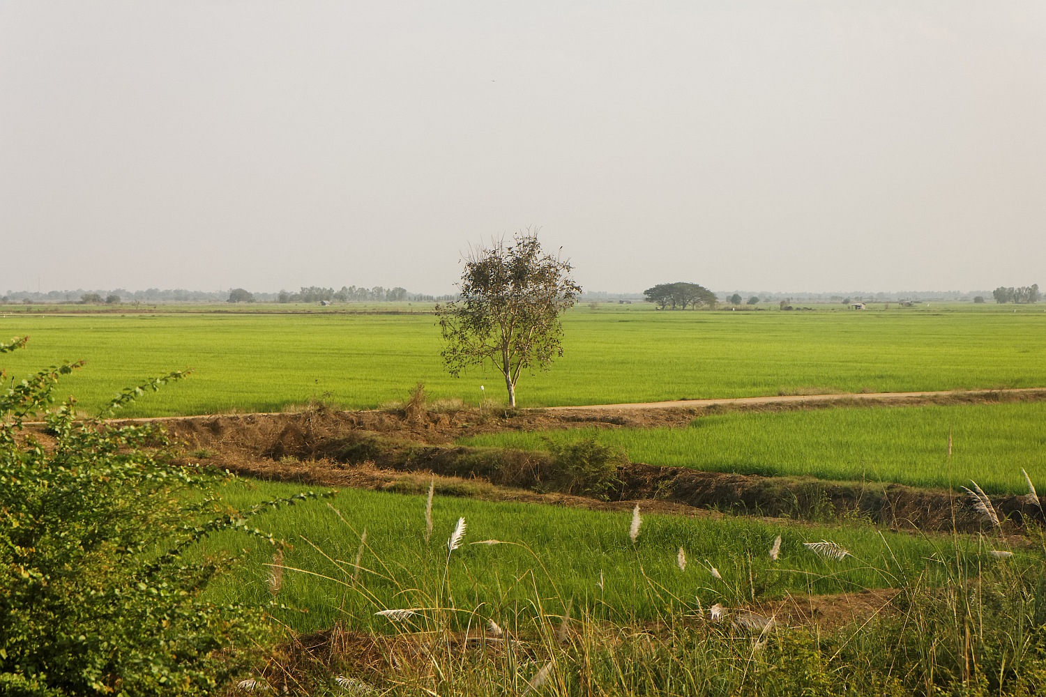 Reisfelder irgendwo an der Eisenbahnlinie Chiang Mai - Bangkok