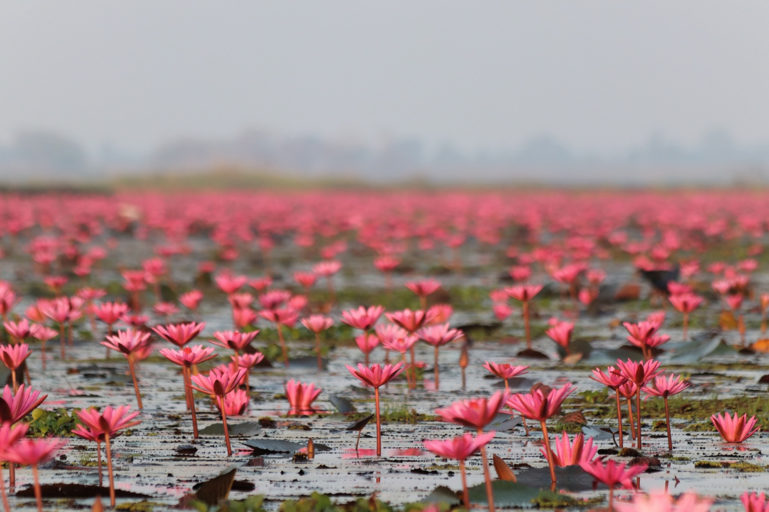 Red Lotus Lake, Han Kumphawapi
