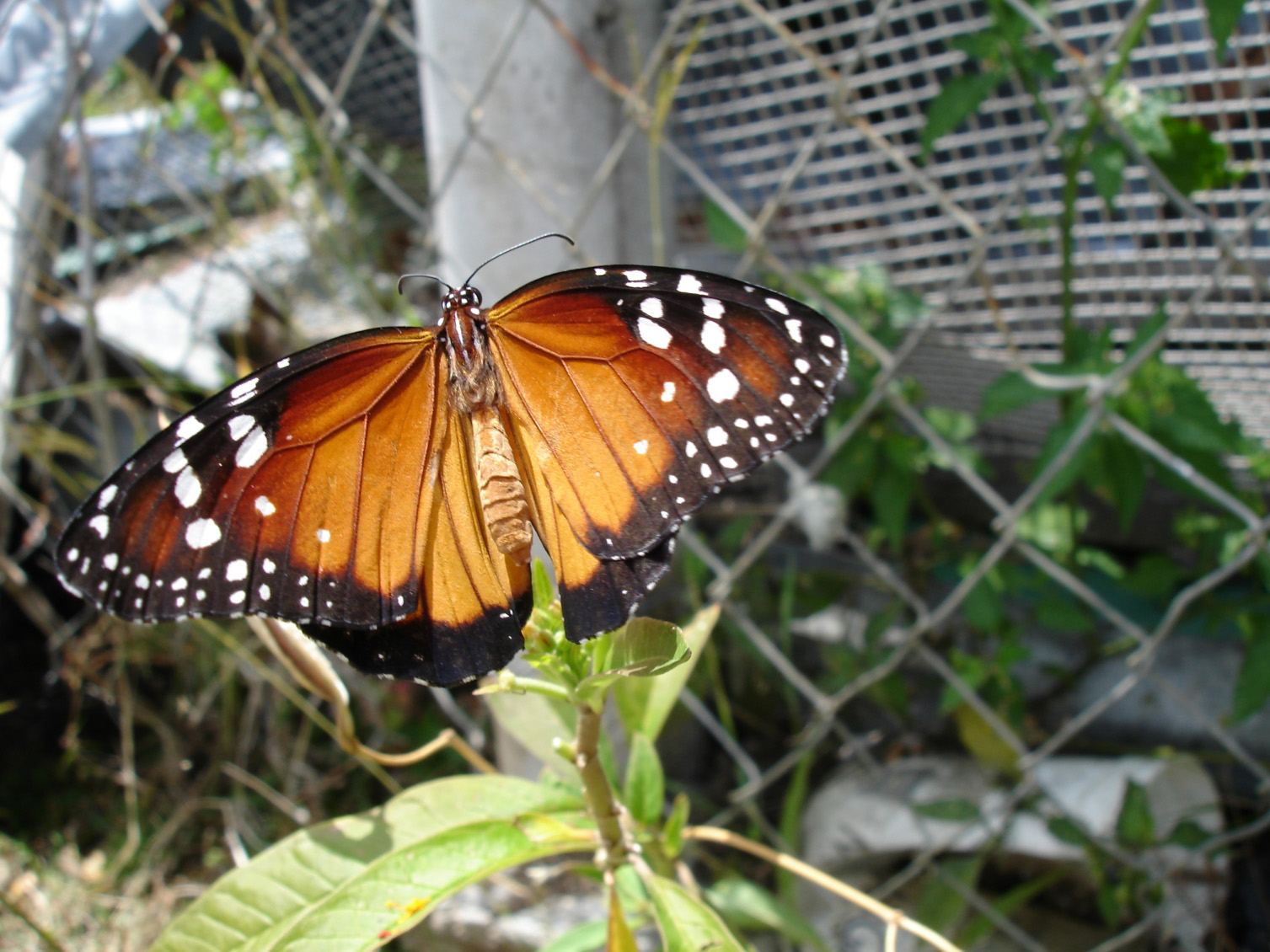 Schmetterling auf Carriacou Island