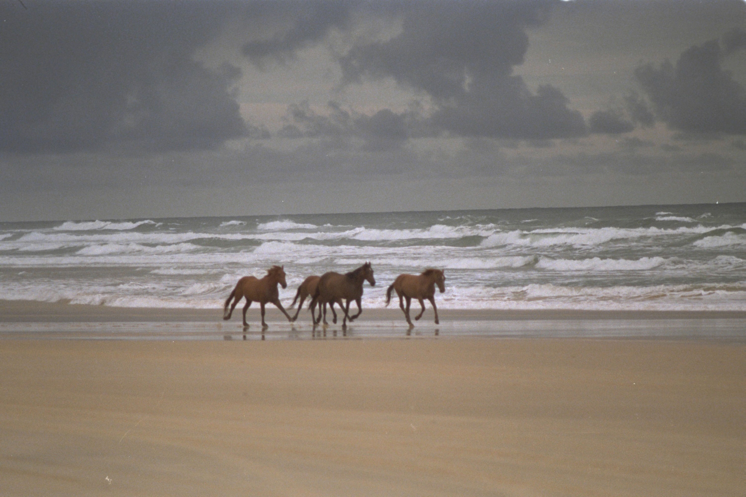 Wildpferde am Strand, Fraser Island
