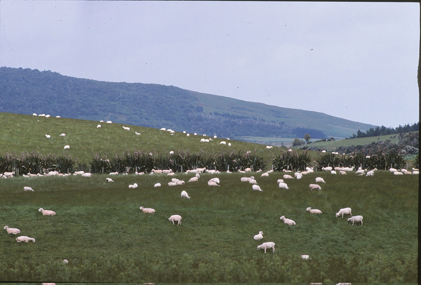 Schafe in der nähe von Dunedin, Neuseeland Südinsel