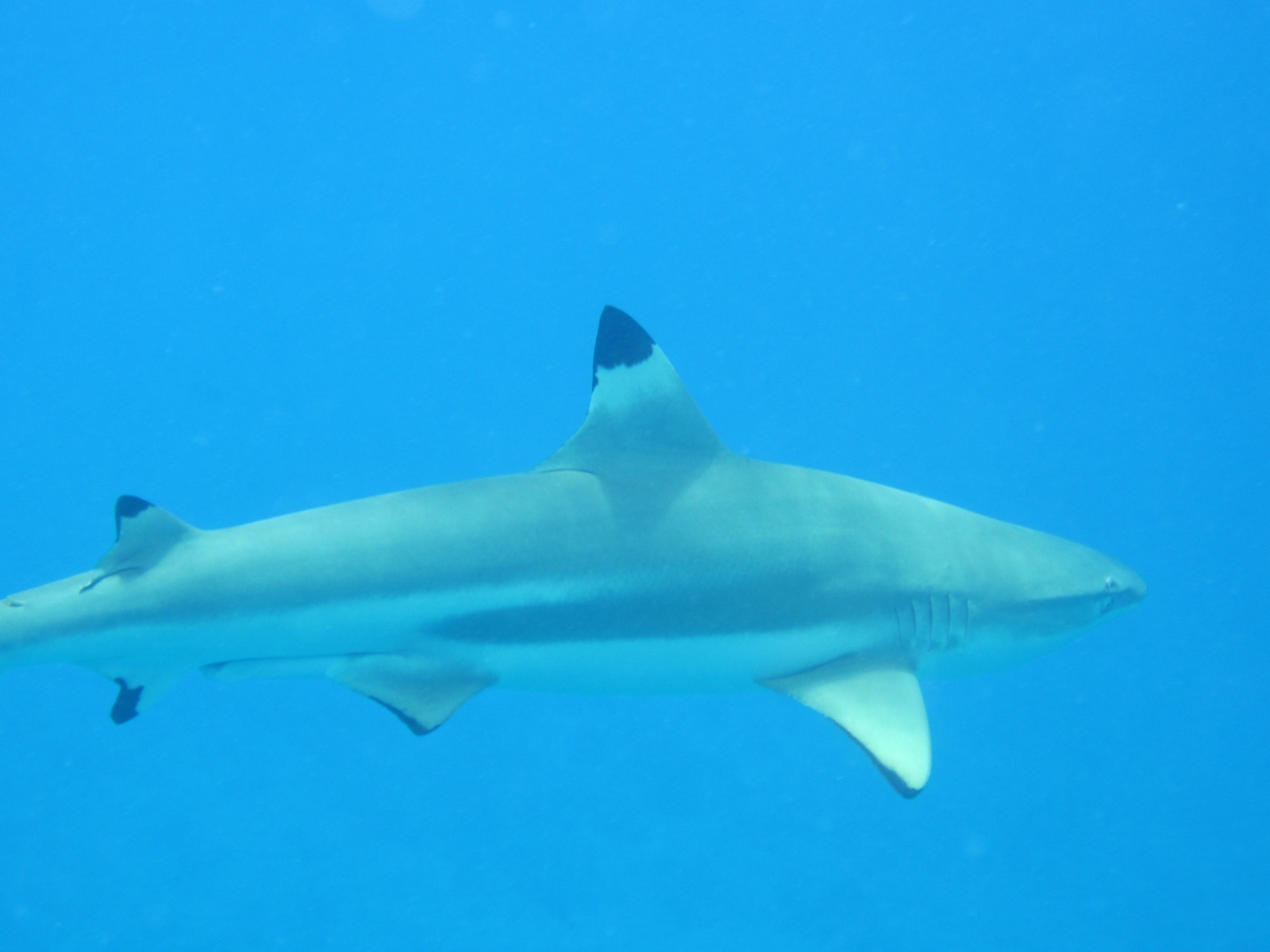 Hai in der Lagune von Bora Bora, Französisch Polynesien