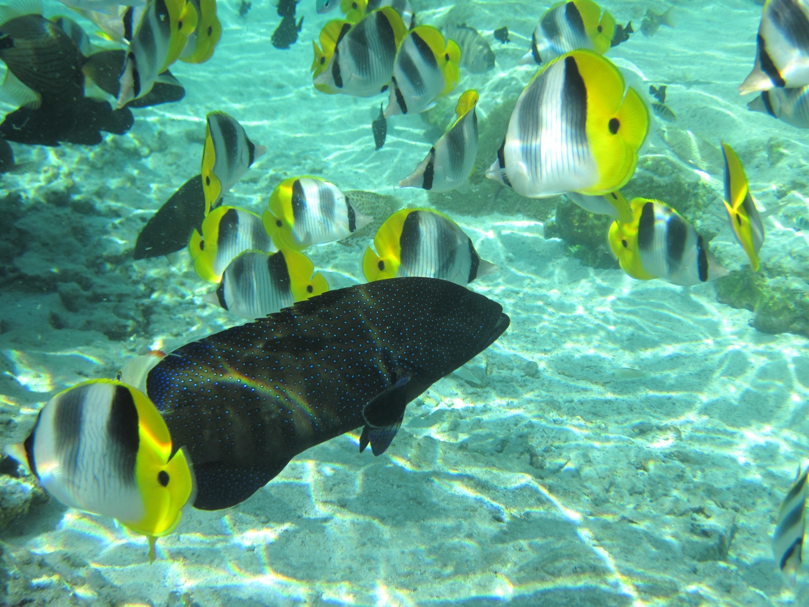 Unterwasserwelt in der nähe der Insel Tahaa, Französisch Polynesien