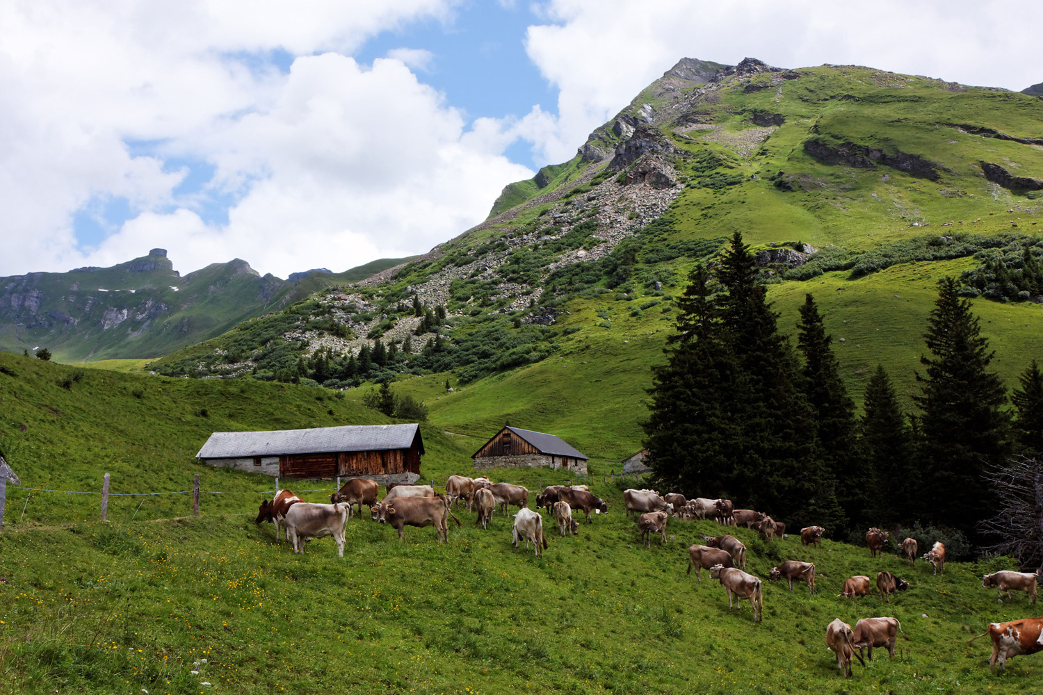 Kuhherde bei Mittler Stafel, Glarnerland