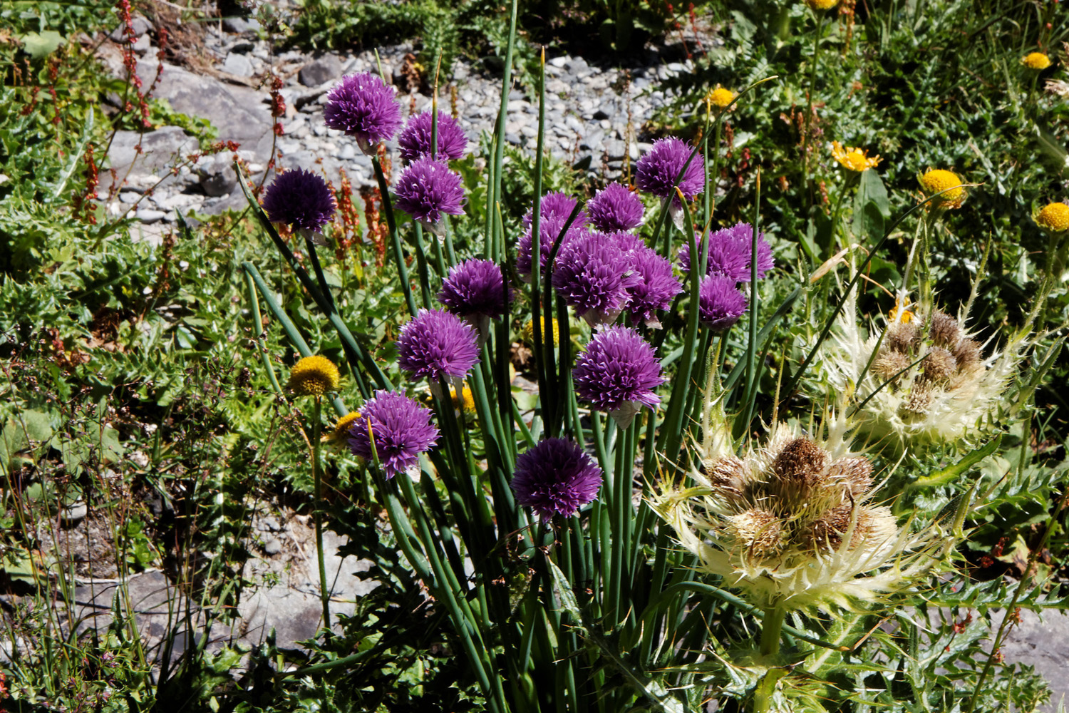 Bergblume beim Panixerpass Wanderweg